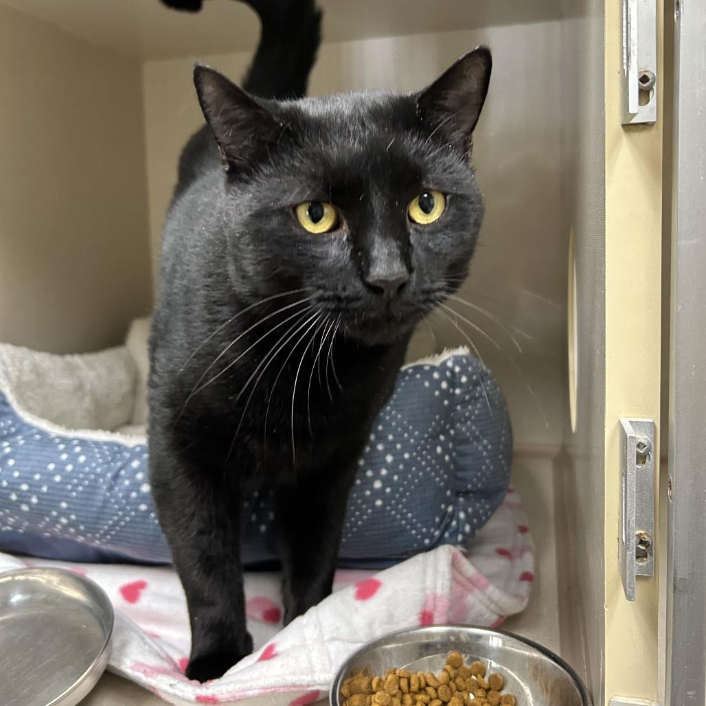 Enlarge Liam, a Adoptable Domestic Short Hair in Conway, NH image 2/4