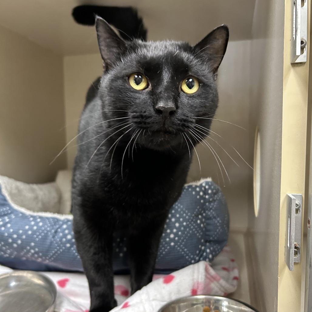 Enlarge Liam, a Adoptable Domestic Short Hair in Conway, NH image 3/4