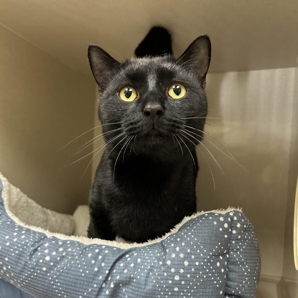 Enlarge Liam, a Adoptable Domestic Short Hair in Conway, NH image 4/4