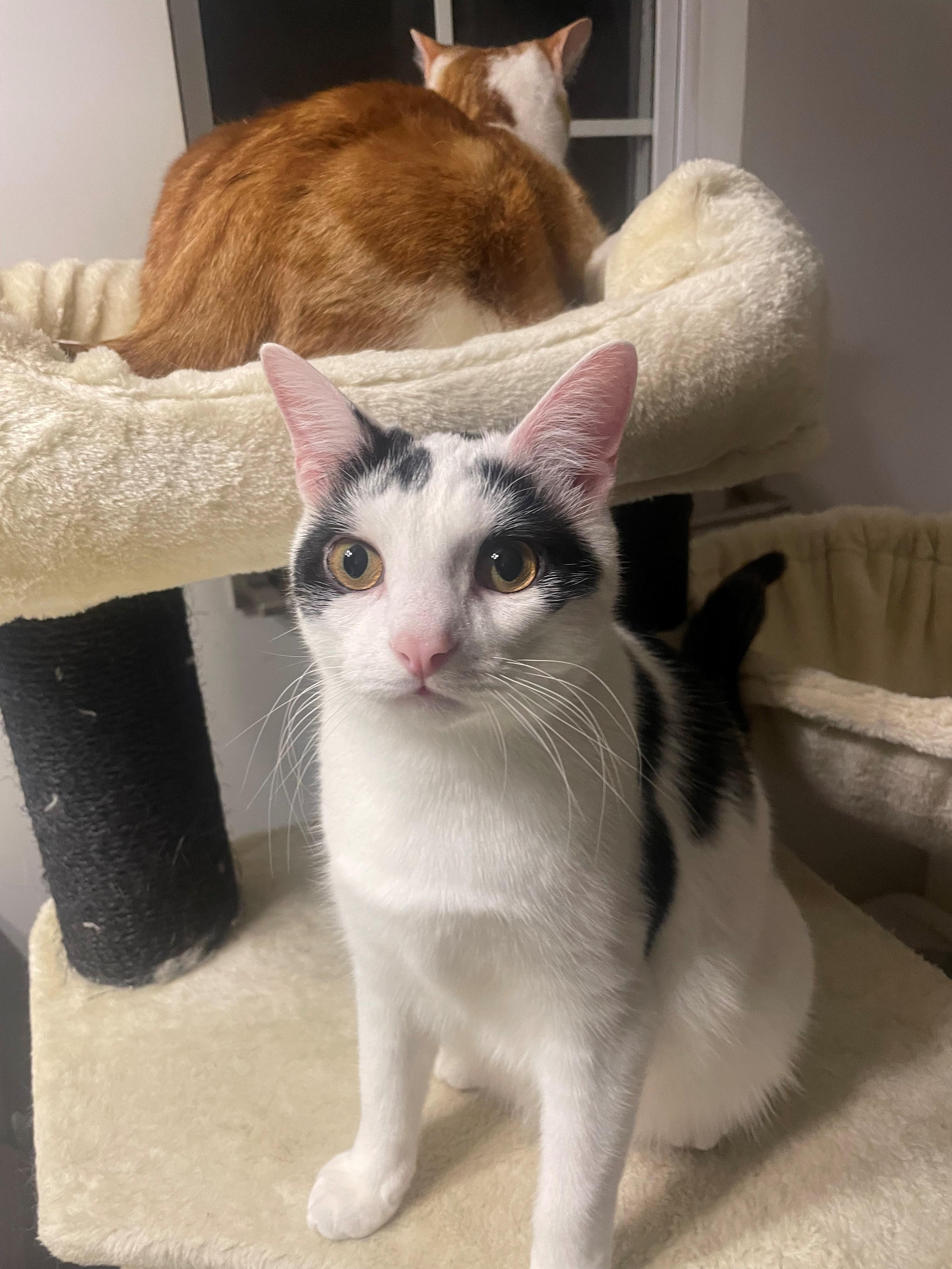 Slash, Adoptable, Kitten Male Domestic Short Hair.