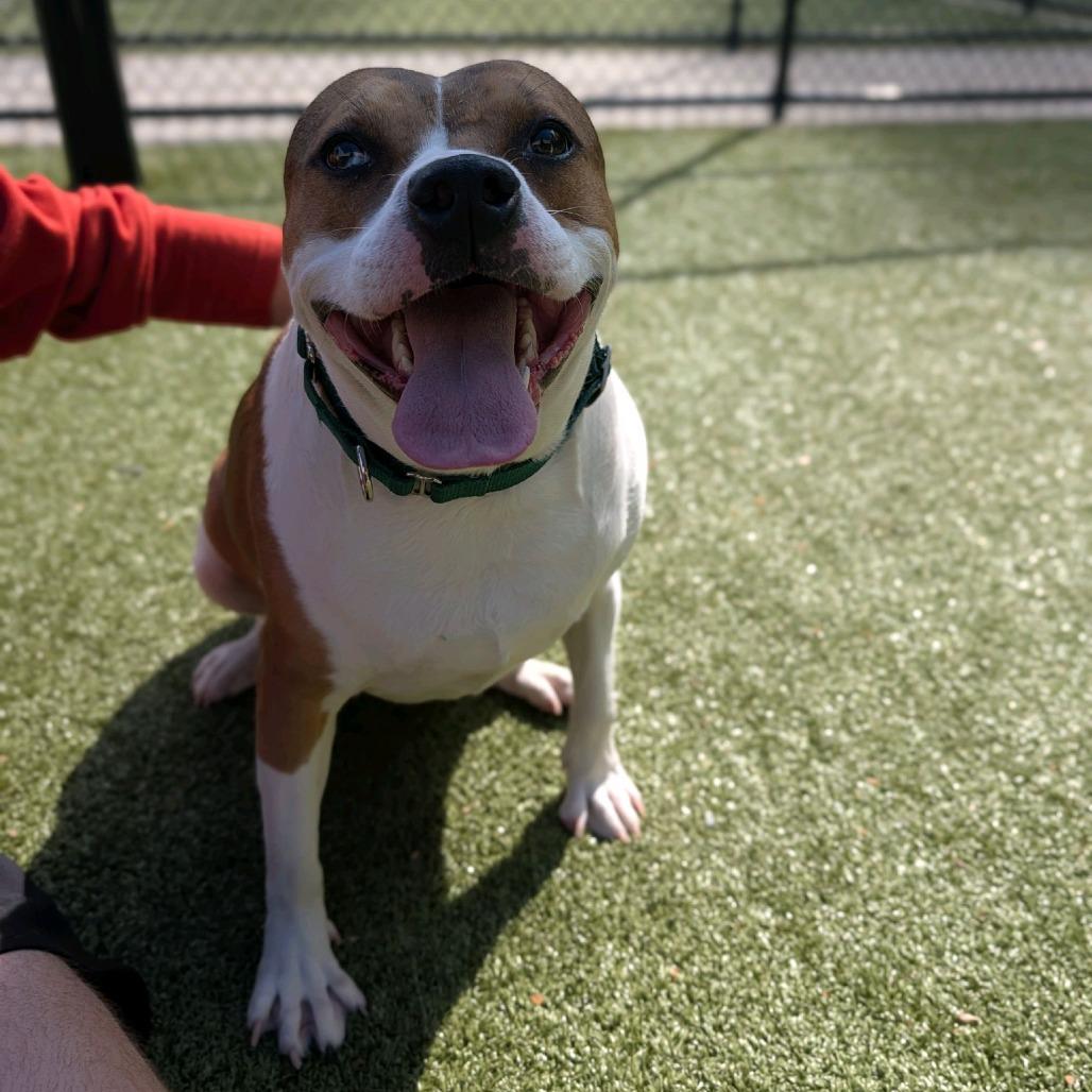 Enlarge Lucy, a Adoptable Hound in Greensboro, NC image 1/6