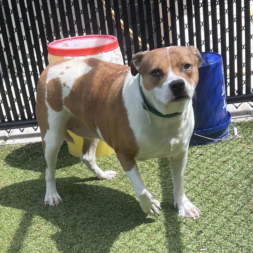 Lucy, a Adoptable Hound in Greensboro, NC image 1/6