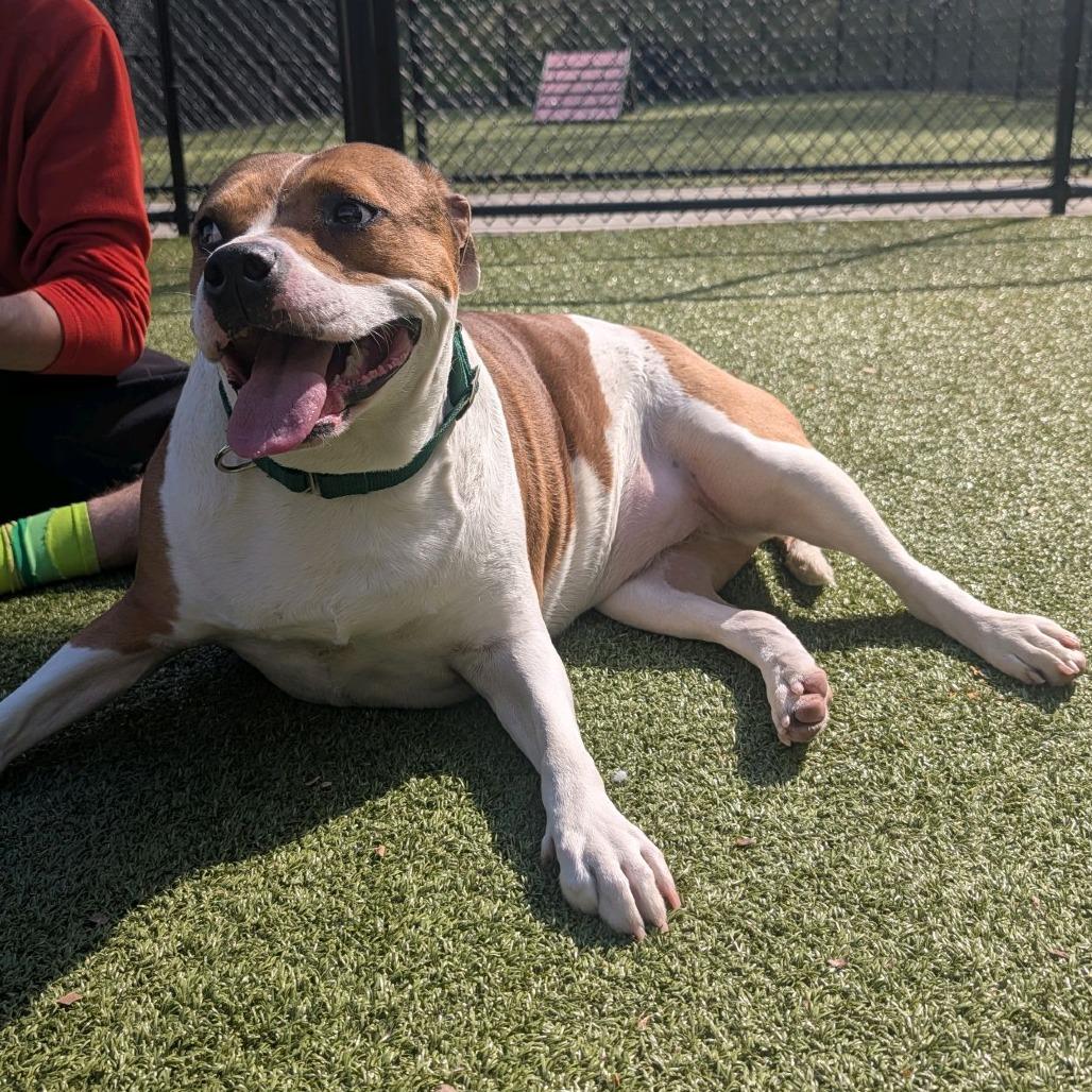 Enlarge Lucy, a Adoptable Hound in Greensboro, NC image 2/6