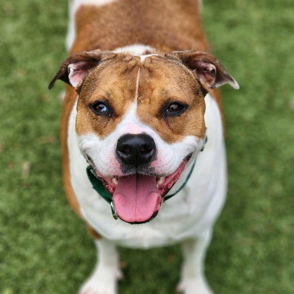 Enlarge Lucy, a Adoptable Hound in Greensboro, NC image 3/6