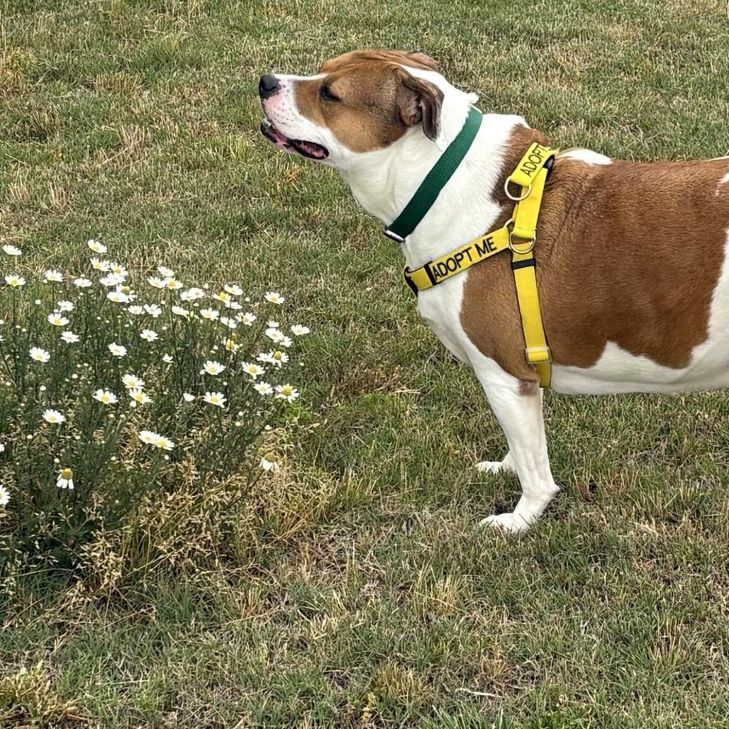 Lucy, a Adoptable Hound in Greensboro, NC image 6/6