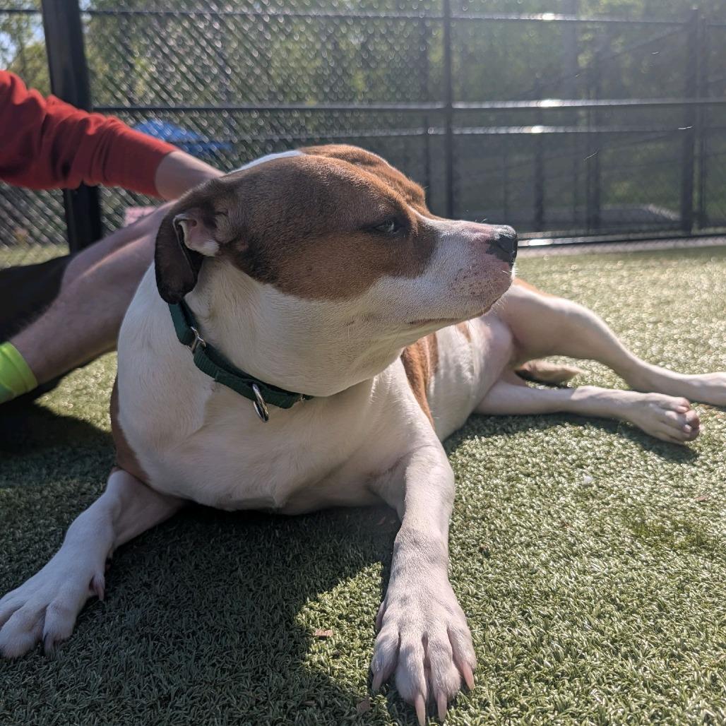Enlarge Lucy, a Adoptable Hound in Greensboro, NC image 6/6
