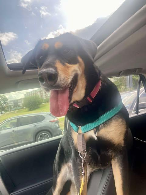 Hana, Adoptable, Young Female German Shepherd Dog.