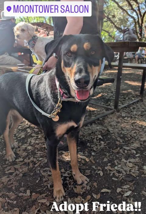 Hana, a Adoptable German Shepherd Dog in Vernon, CT image 6/6