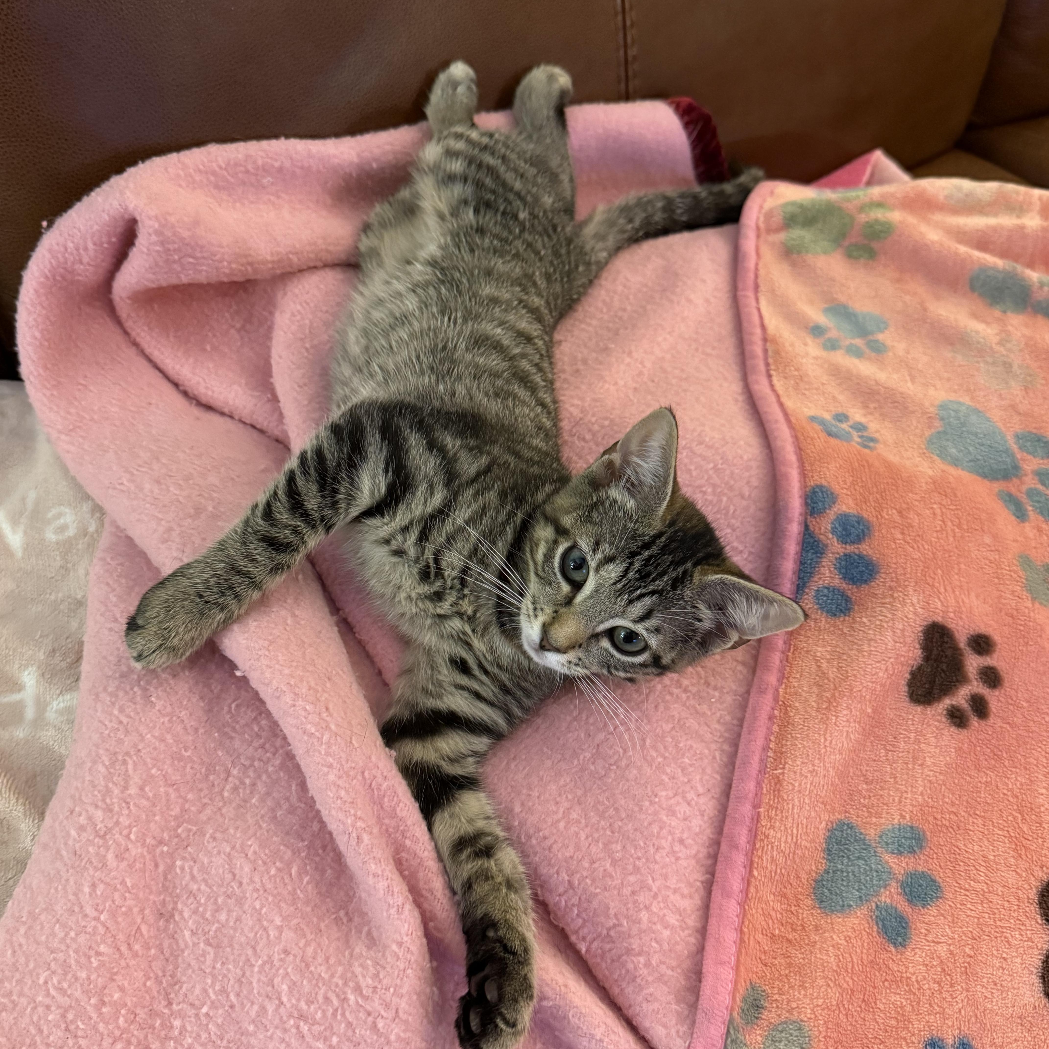 Enlarge TASHA, a Adopted Domestic Short Hair in East Greenwich, RI image 2/6