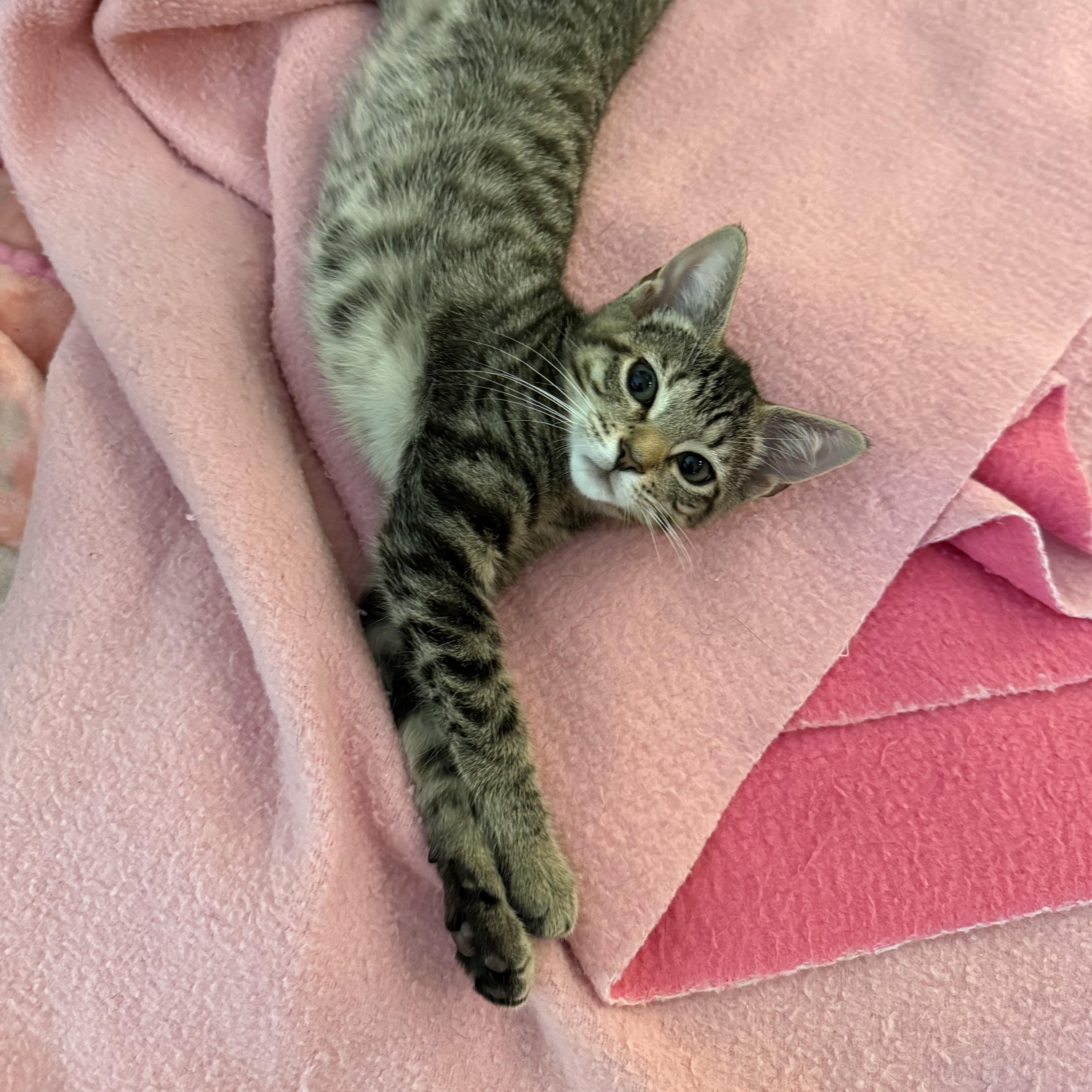 Enlarge TASHA, a Adopted Domestic Short Hair in East Greenwich, RI image 3/6