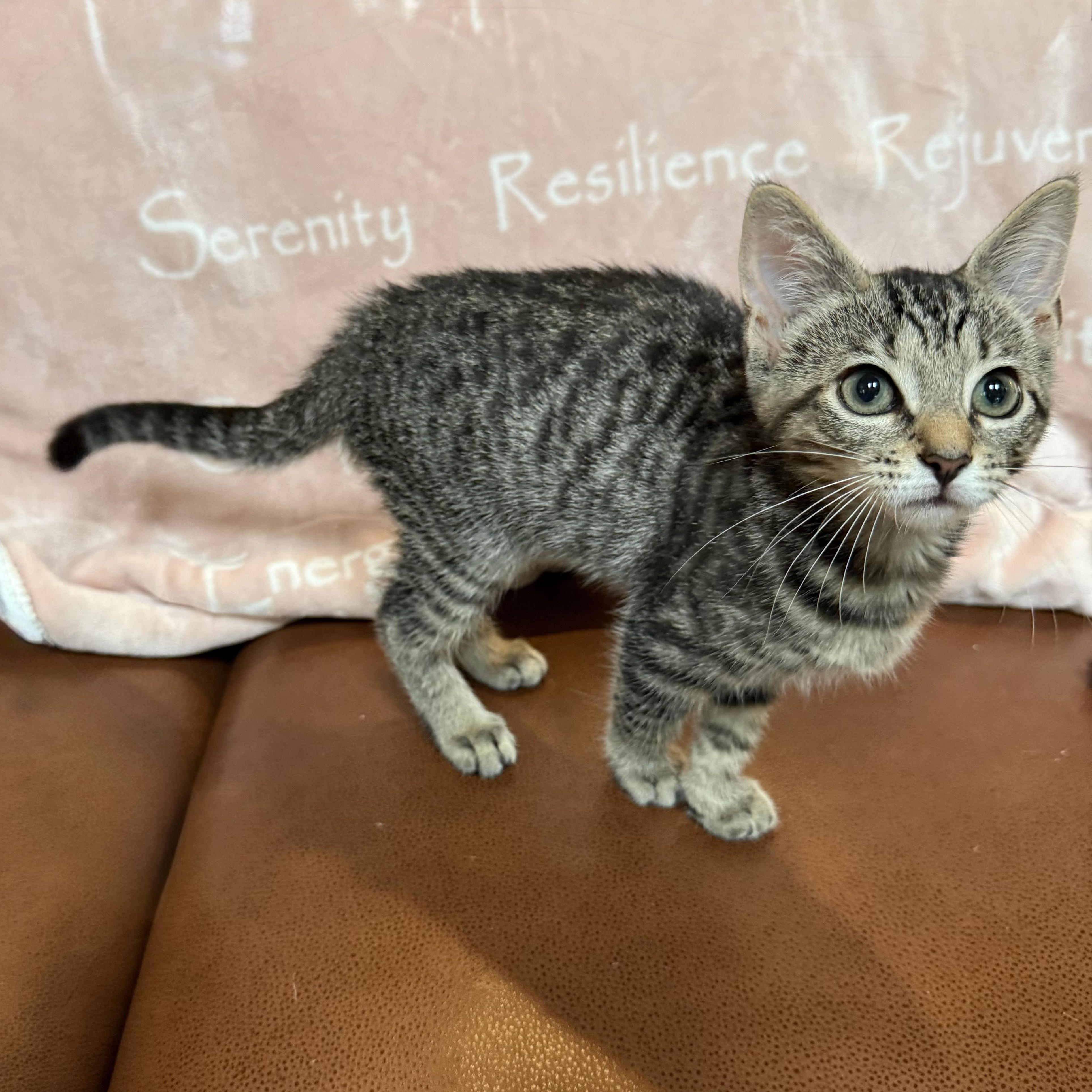 Enlarge TASHA, a Adopted Domestic Short Hair in East Greenwich, RI image 6/6