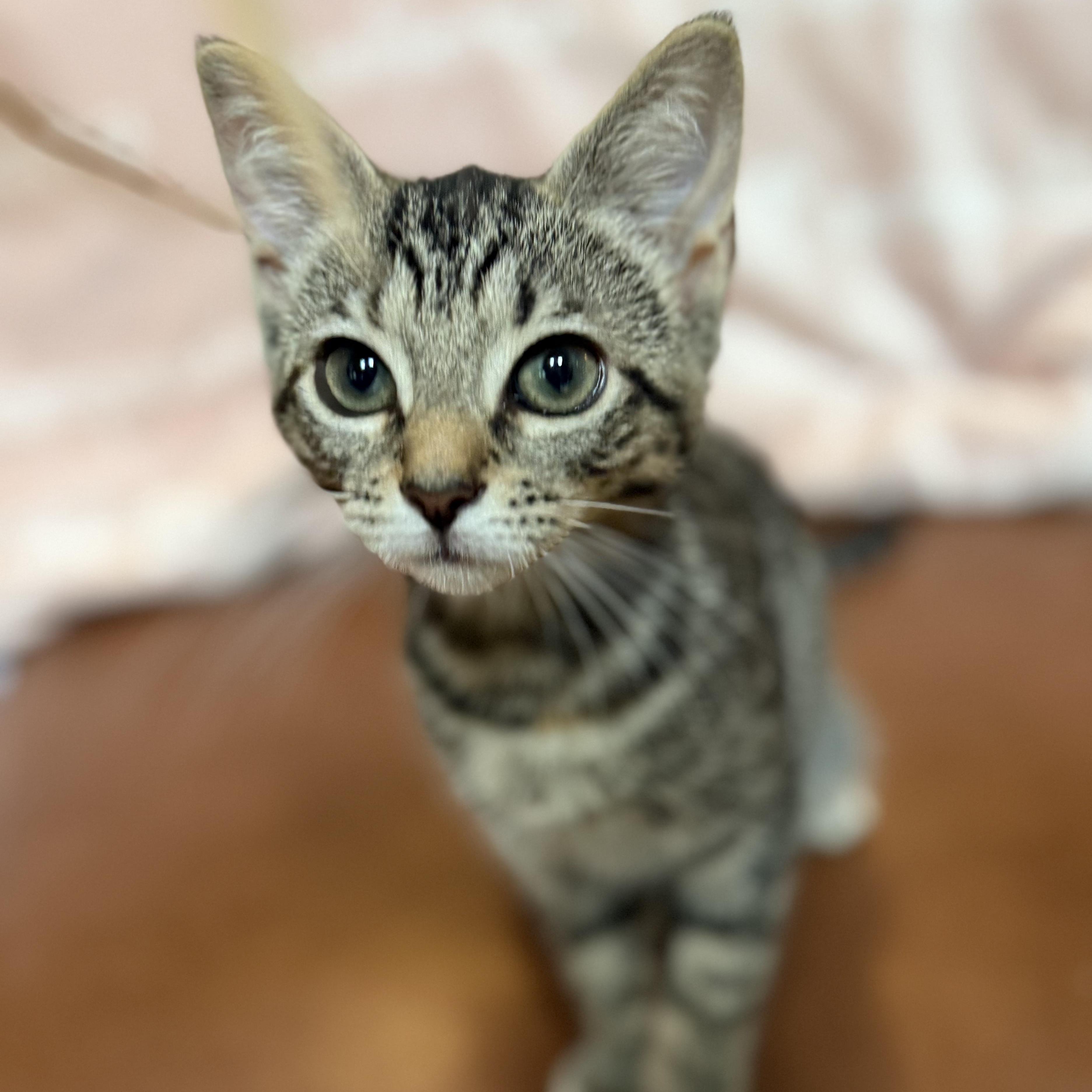Enlarge TASHA, a Adopted Domestic Short Hair in East Greenwich, RI image 4/6