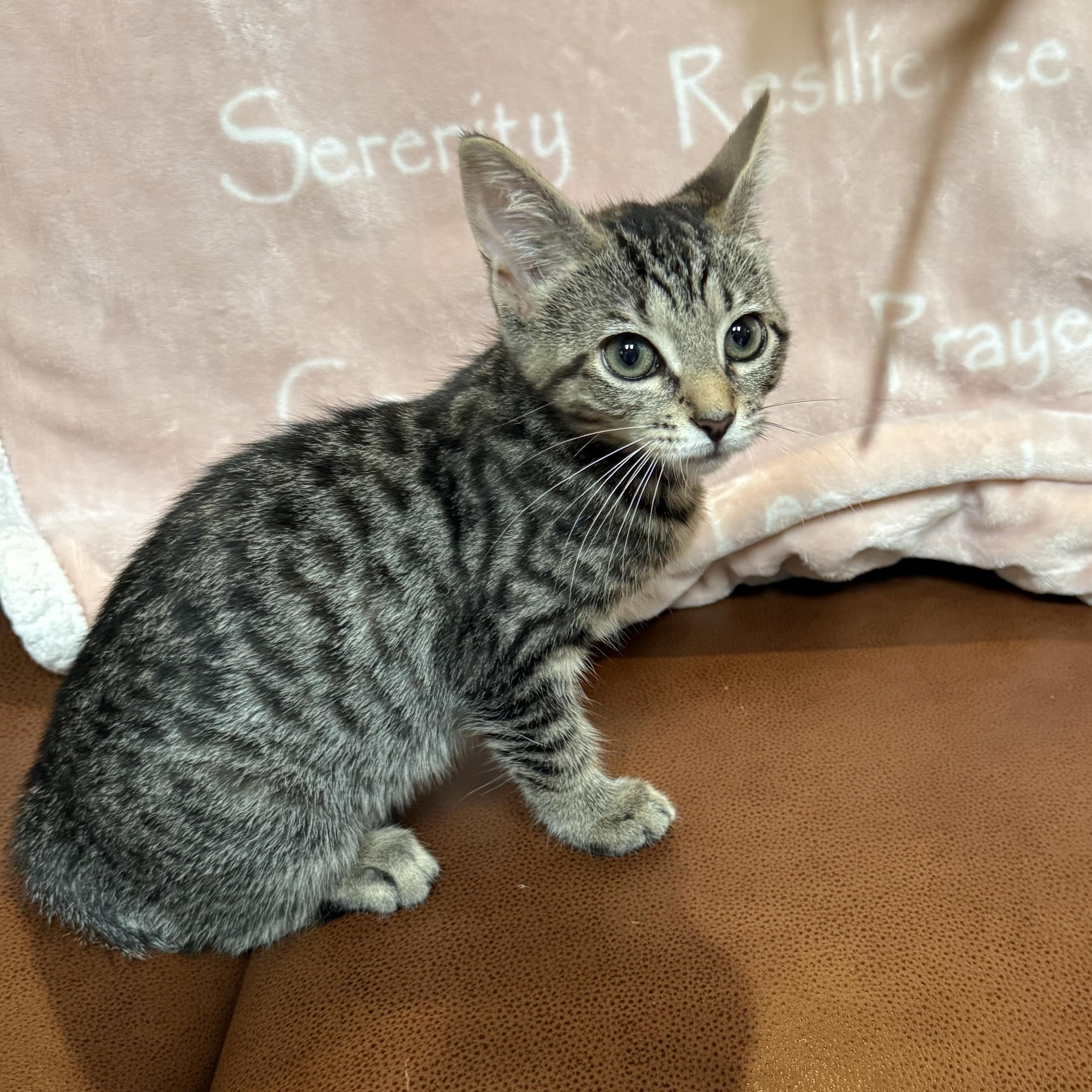 Enlarge TASHA, a Adopted Domestic Short Hair in East Greenwich, RI image 5/6