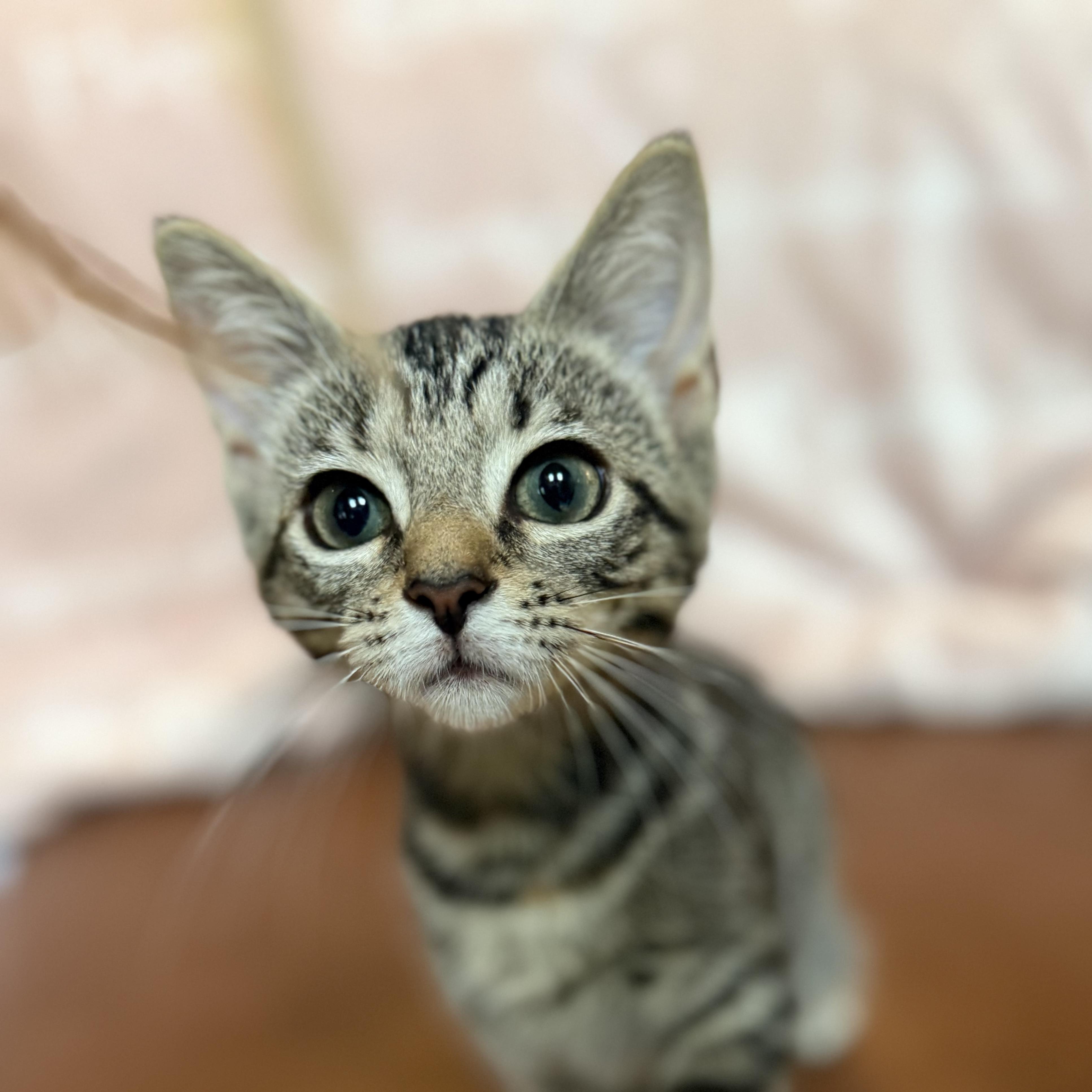 TASHA, Adopted, Kitten Female Domestic Short Hair.