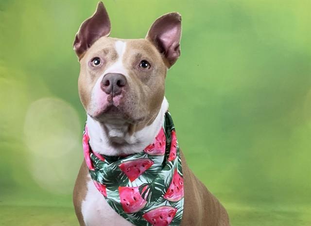 SADIE, Adoptable, Adult Female Bull Terrier & Mixed Breed.