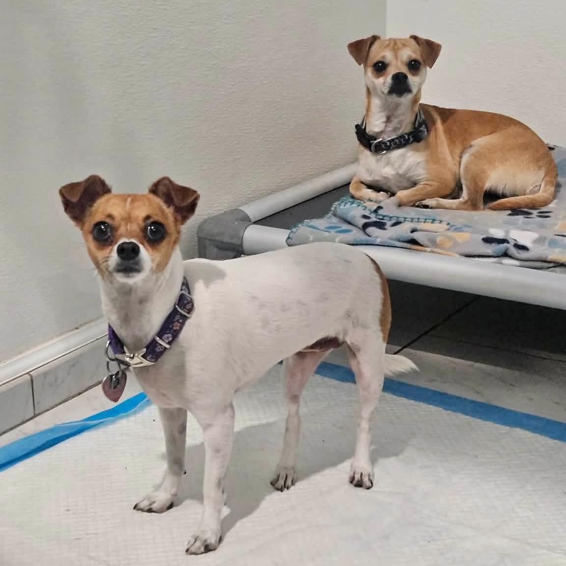 Enlarge Mojo & Mocha, a ADOPTABLE mixed breed in Boulder, CO image 3/3