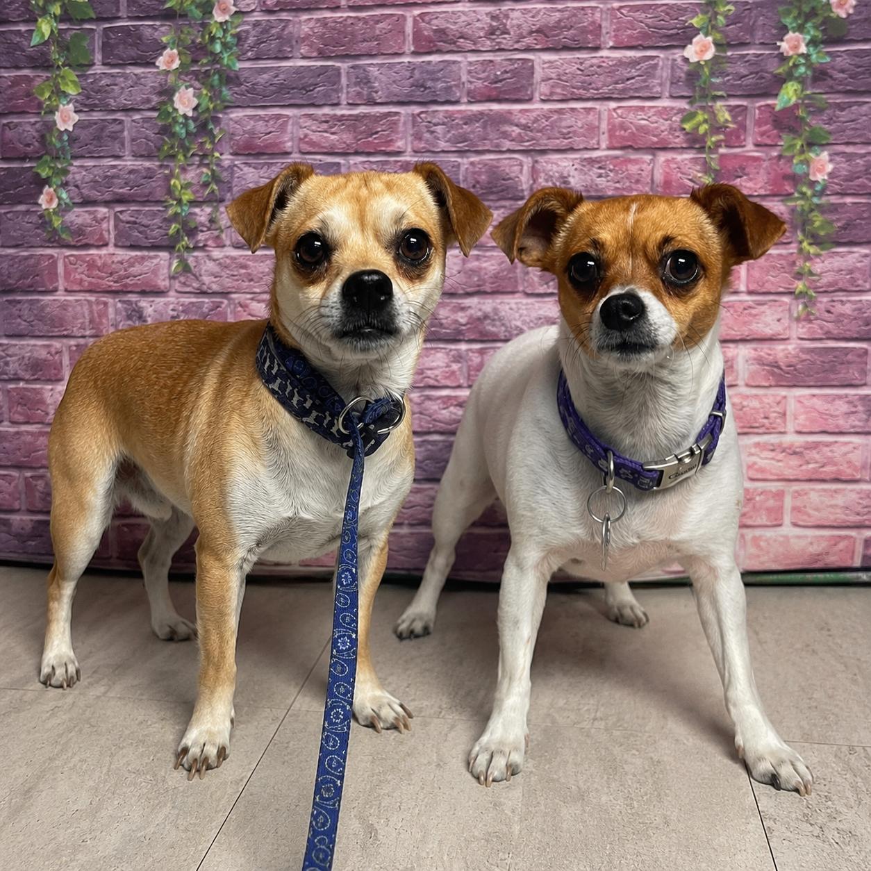 Enlarge Mojo & Mocha, a ADOPTABLE mixed breed in Boulder, CO image 1/3