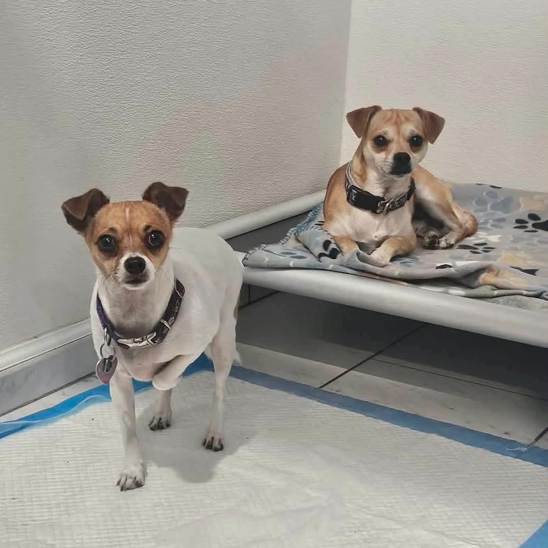 Enlarge Mojo & Mocha, a ADOPTABLE mixed breed in Boulder, CO image 2/3
