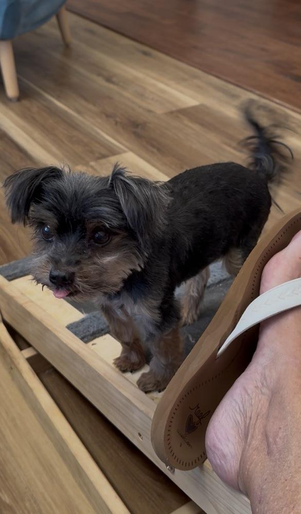 Enlarge Percy, a Adoptable Yorkshire Terrier in Lafayette, CO image 1/5