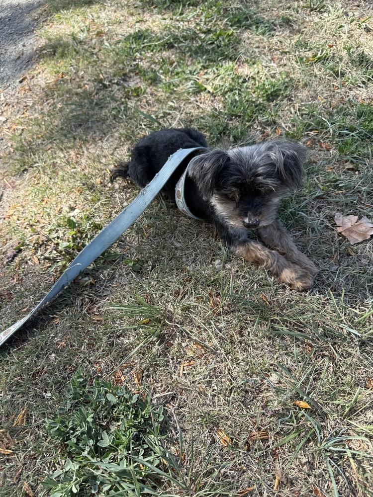 Enlarge Percy, a Adoptable Yorkshire Terrier in Lafayette, CO image 3/5