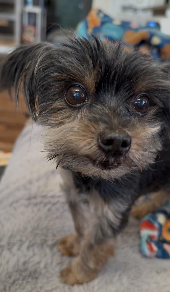 Enlarge Percy, a Adoptable Yorkshire Terrier in Lafayette, CO image 4/5