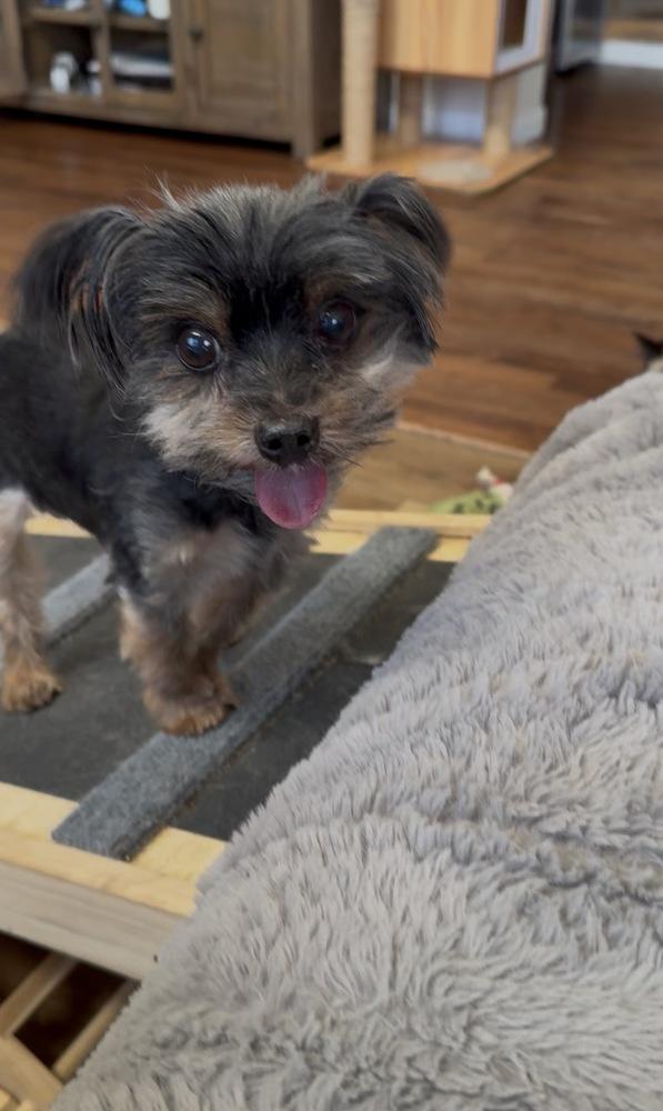 Enlarge Percy, a Adoptable Yorkshire Terrier in Lafayette, CO image 5/5