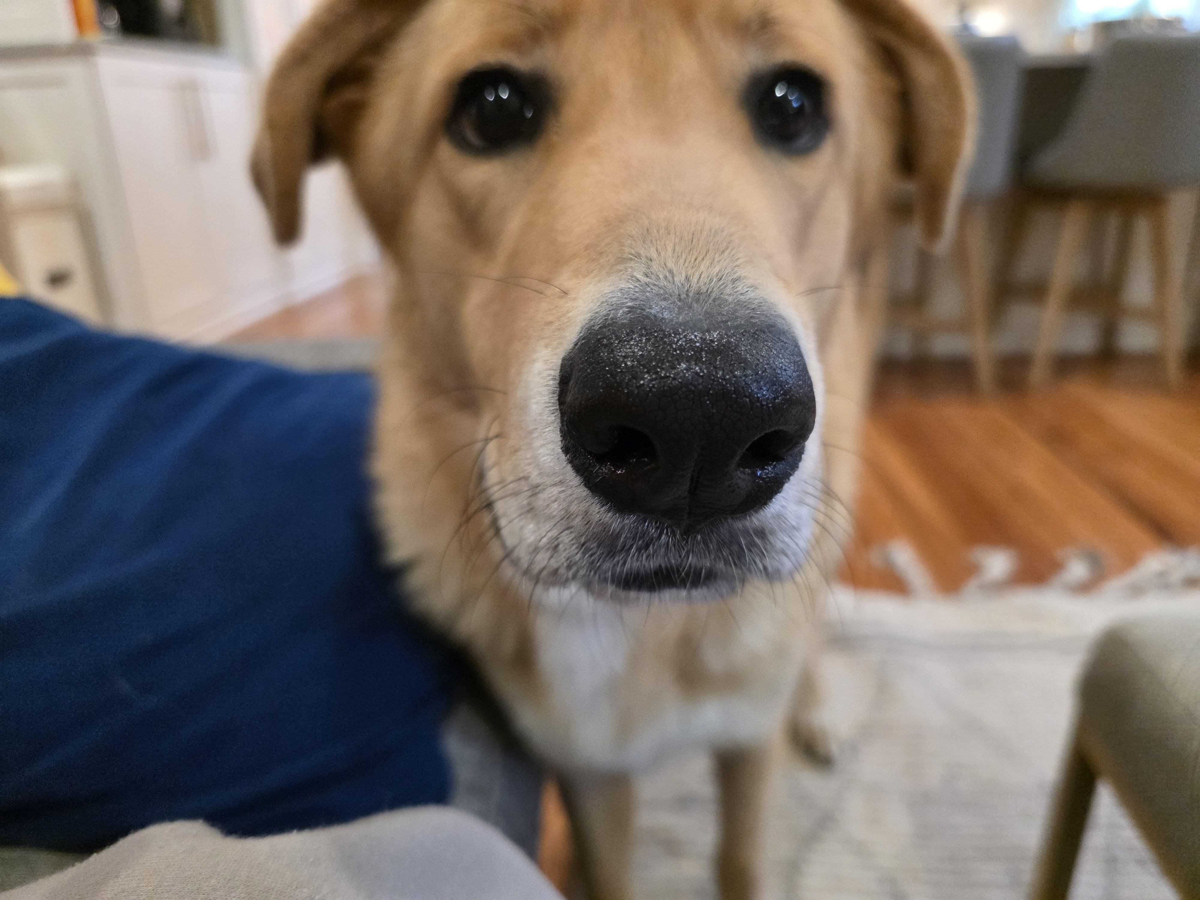Enlarge Alley, a Adoptable mixed breed in Lexington, KY image 1/6