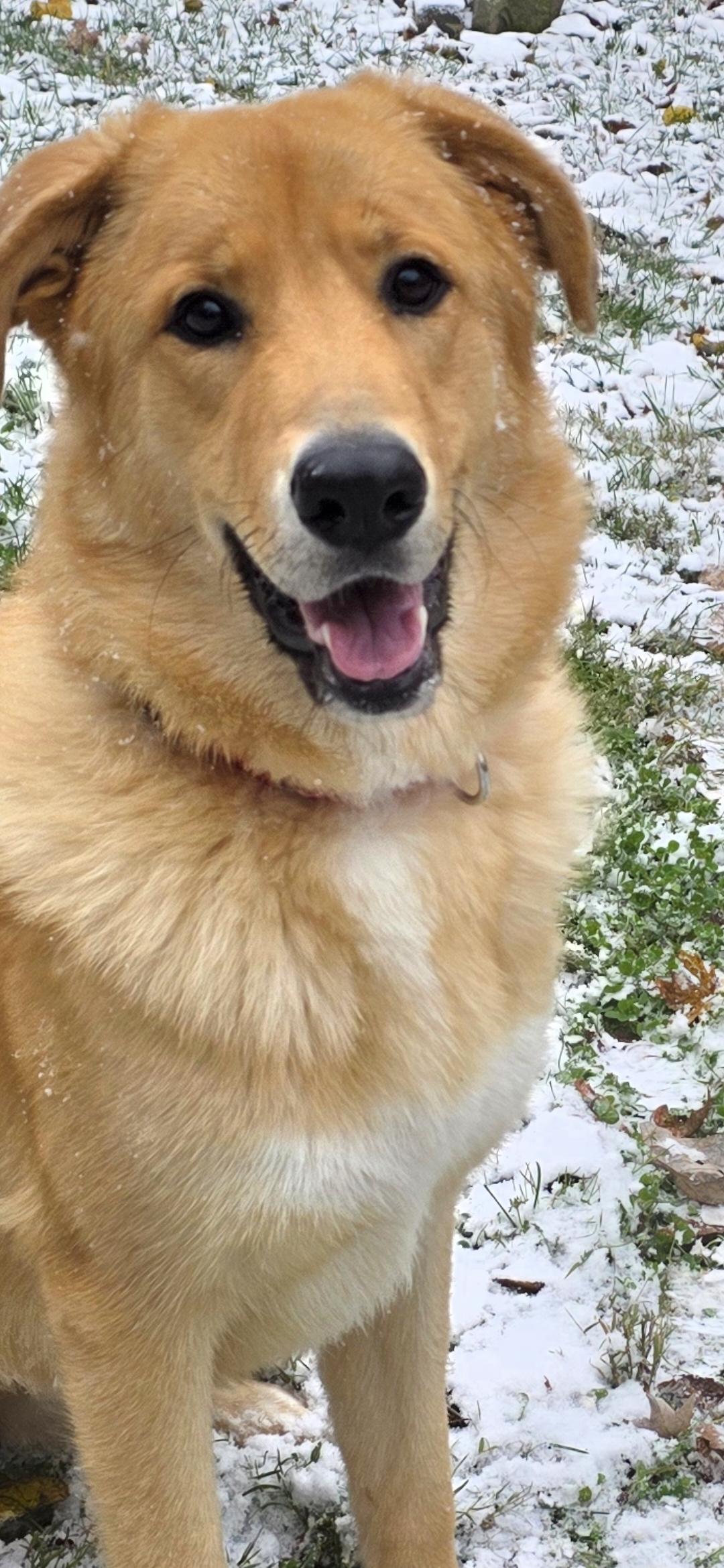 Enlarge Alley, a Adoptable mixed breed in Lexington, KY image 2/6