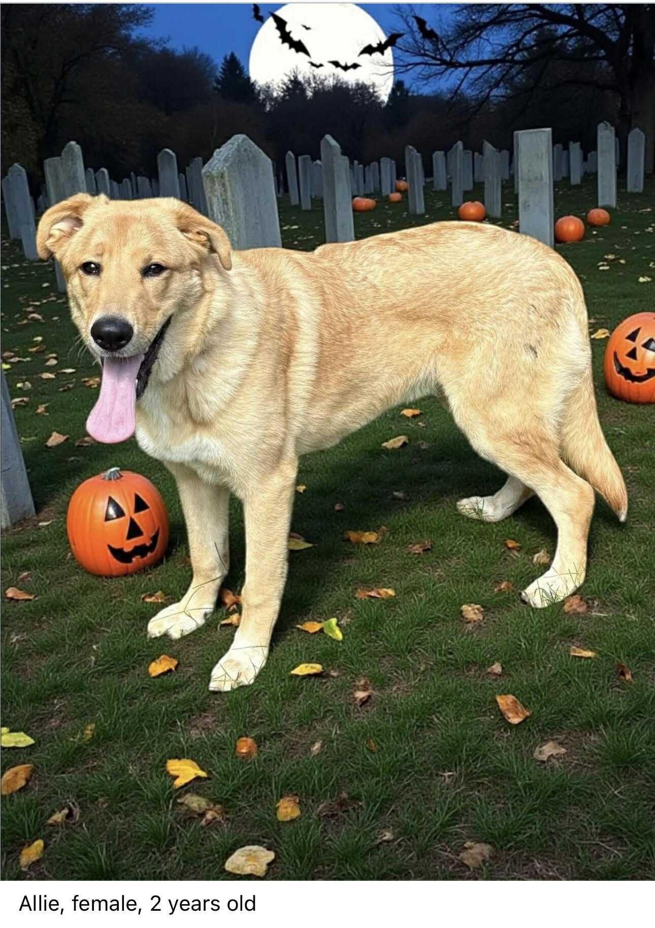 Alley, Adoptable, Young Female Retriever & Labrador Retriever.