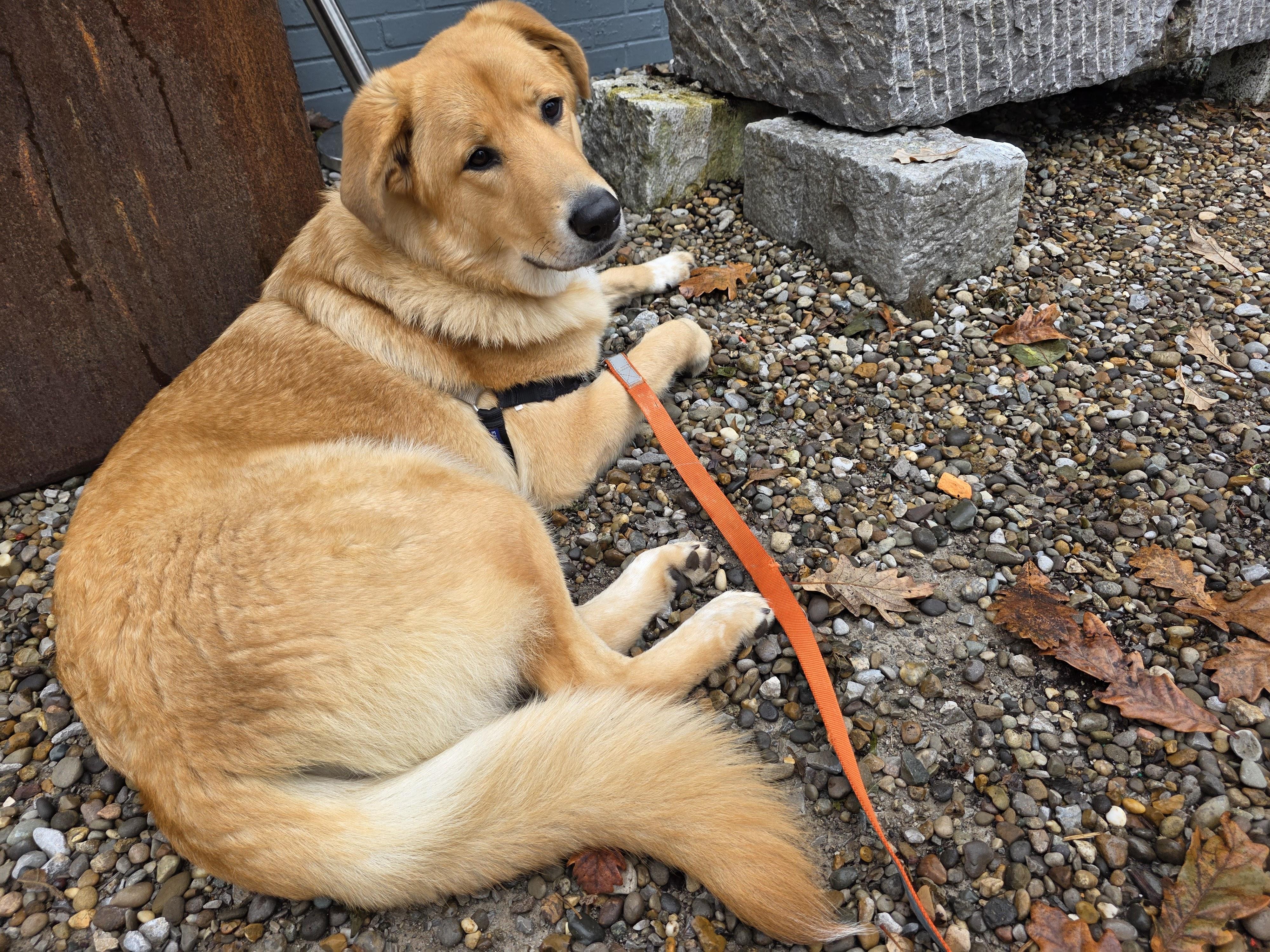 Enlarge Alley, a Adoptable mixed breed in Lexington, KY image 5/6