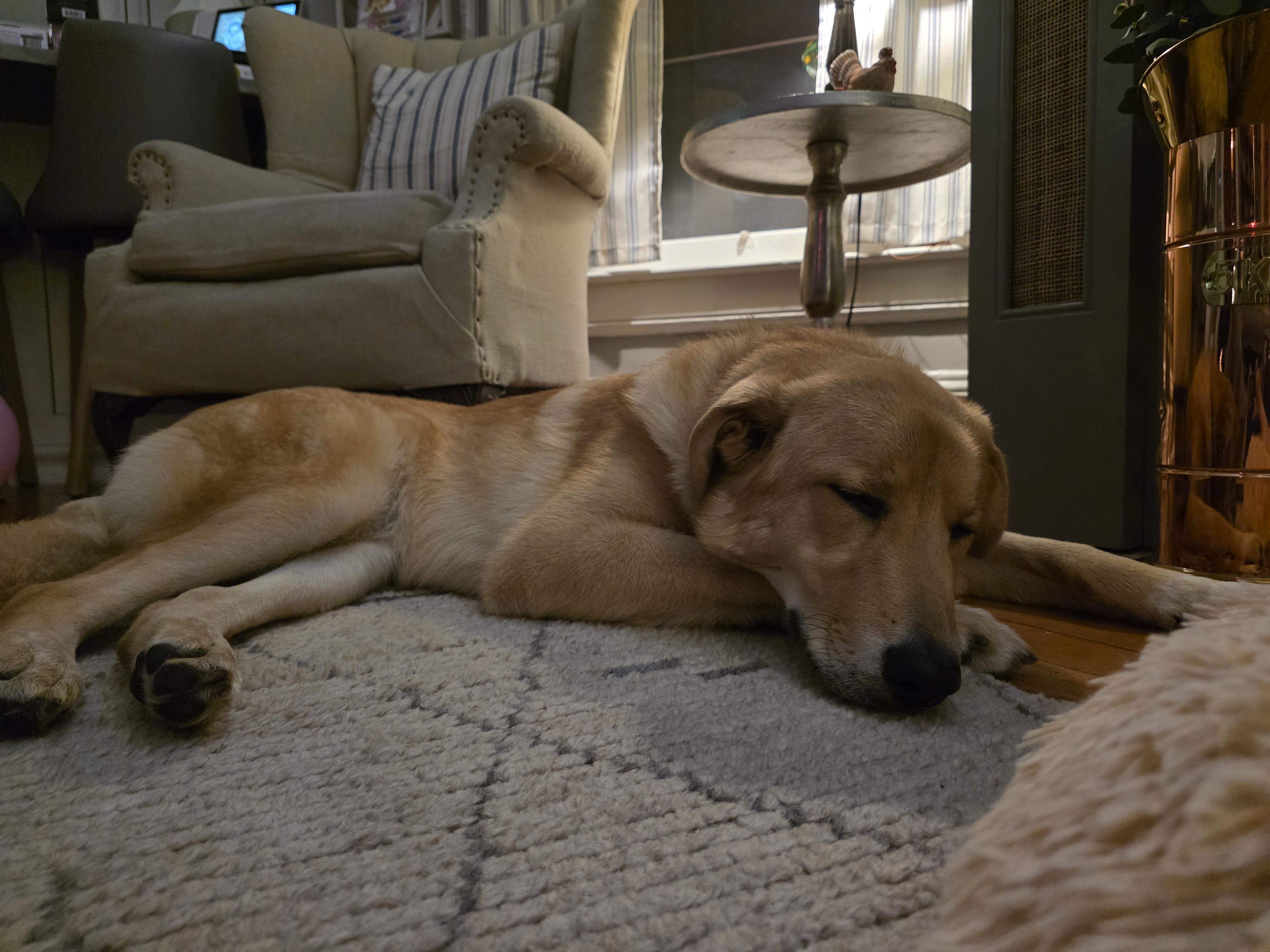 Enlarge Alley, a Adoptable mixed breed in Lexington, KY image 6/6