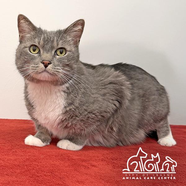 Enlarge CALI, a Adoptable Domestic Short Hair in Irvine, CA image 1/1