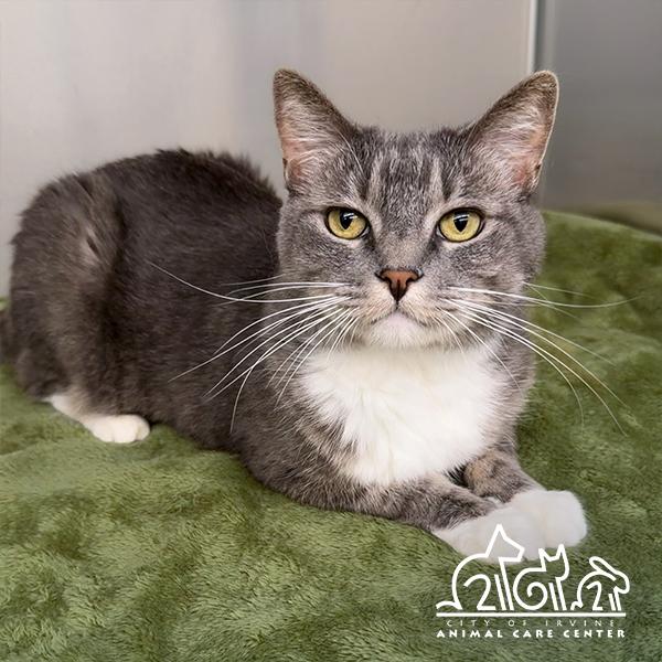 CALI, Adoptable, Adult Female Domestic Short Hair.