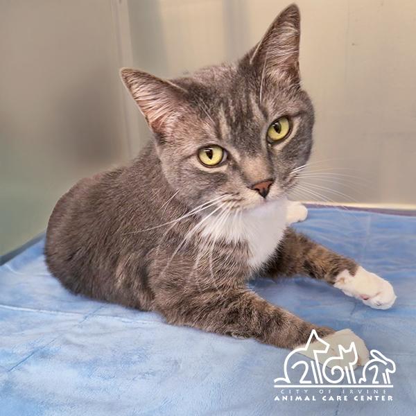 Enlarge CALI, a Adoptable Domestic Short Hair in Irvine, CA image 1/1