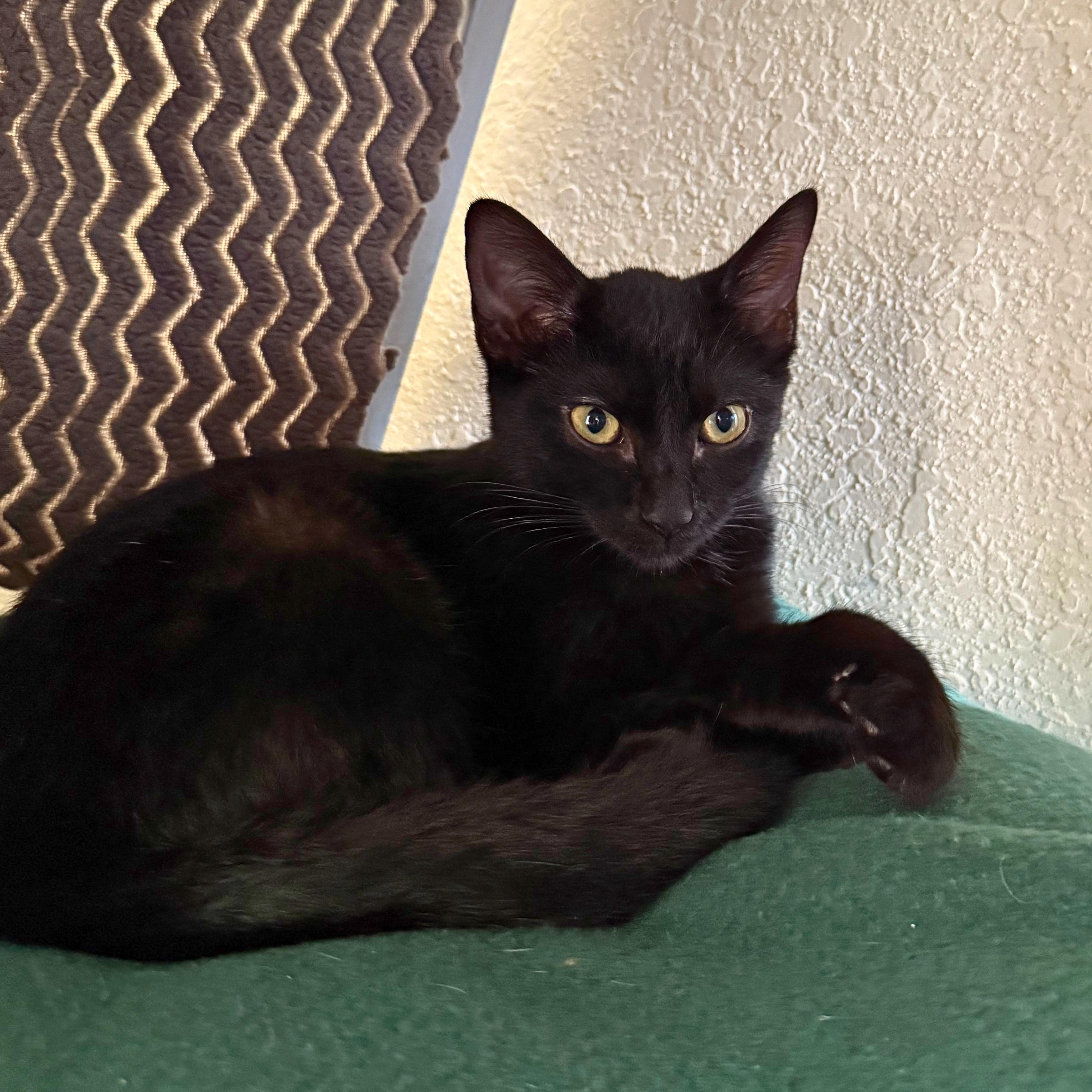 Annie, a Adoptable Domestic Short Hair in Ridgway, CO image 2/6