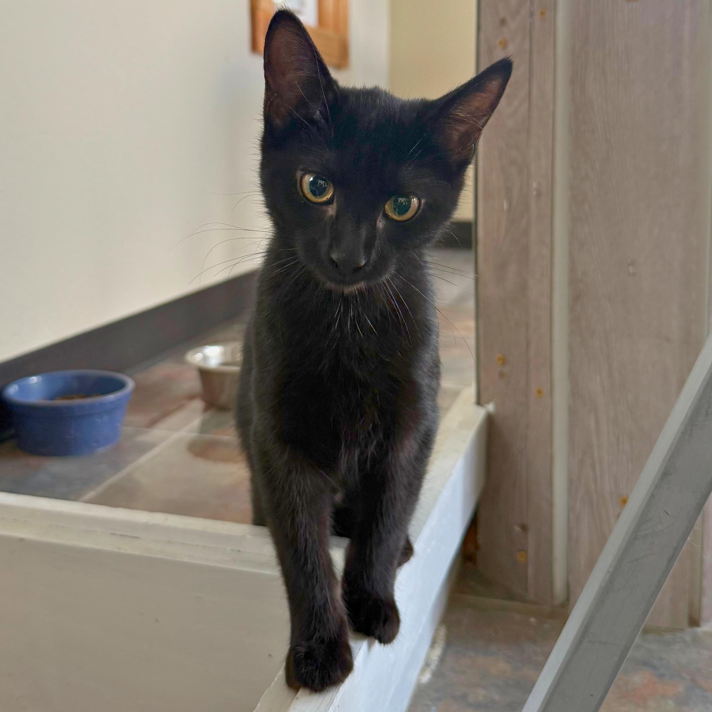 Annie, a Adoptable Domestic Short Hair in Ridgway, CO image 5/6