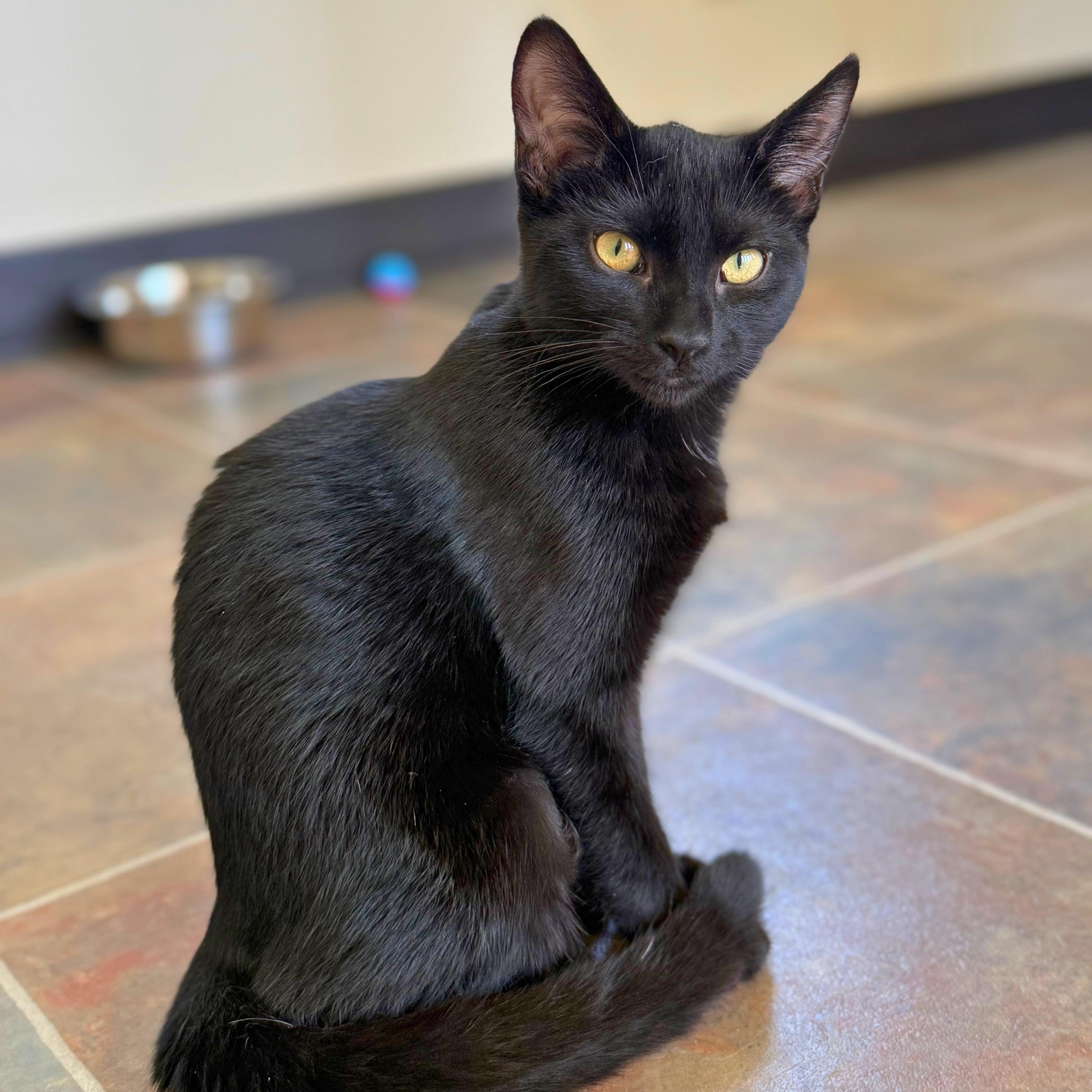 Enlarge Annie, a Adoptable Domestic Short Hair in Ridgway, CO image 1/6