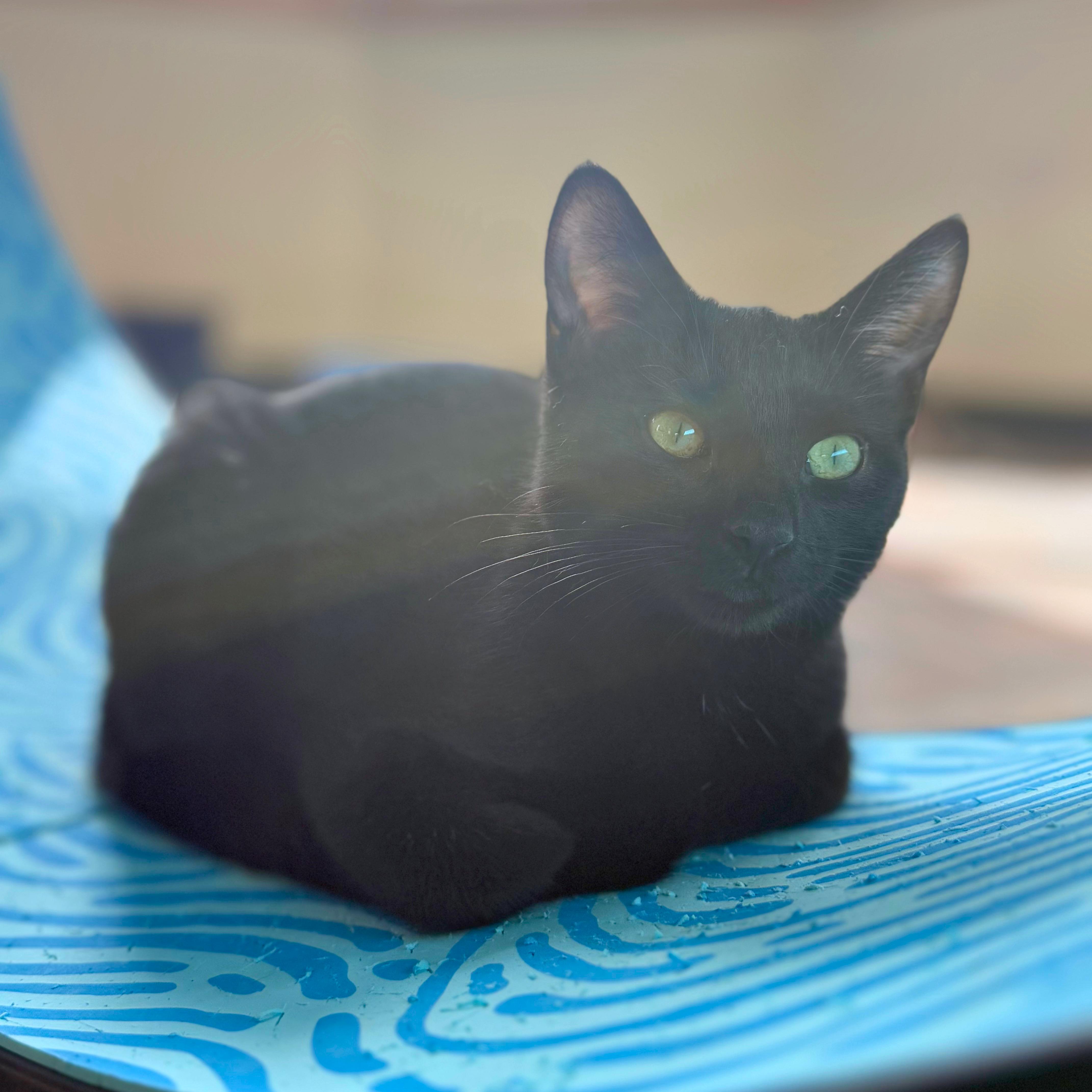 Enlarge Annie, a Adoptable Domestic Short Hair in Ridgway, CO image 2/6