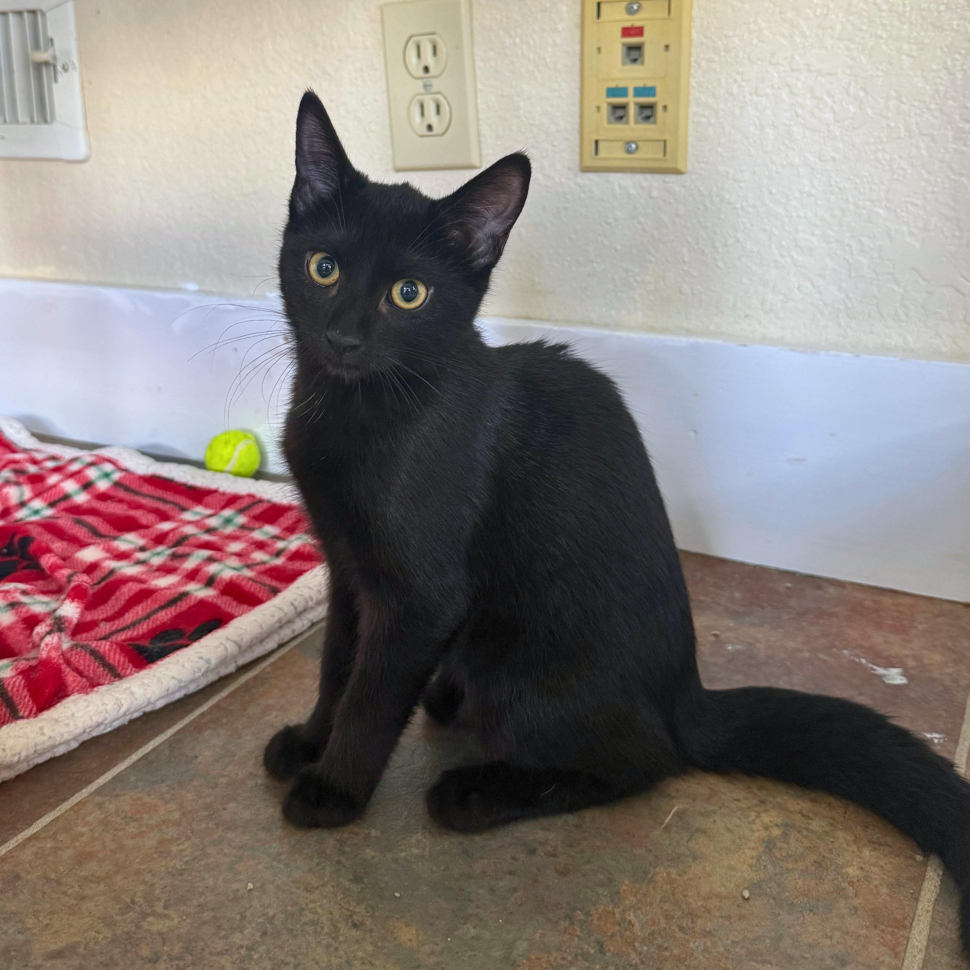 Annie, a Adoptable Domestic Short Hair in Ridgway, CO image 4/6