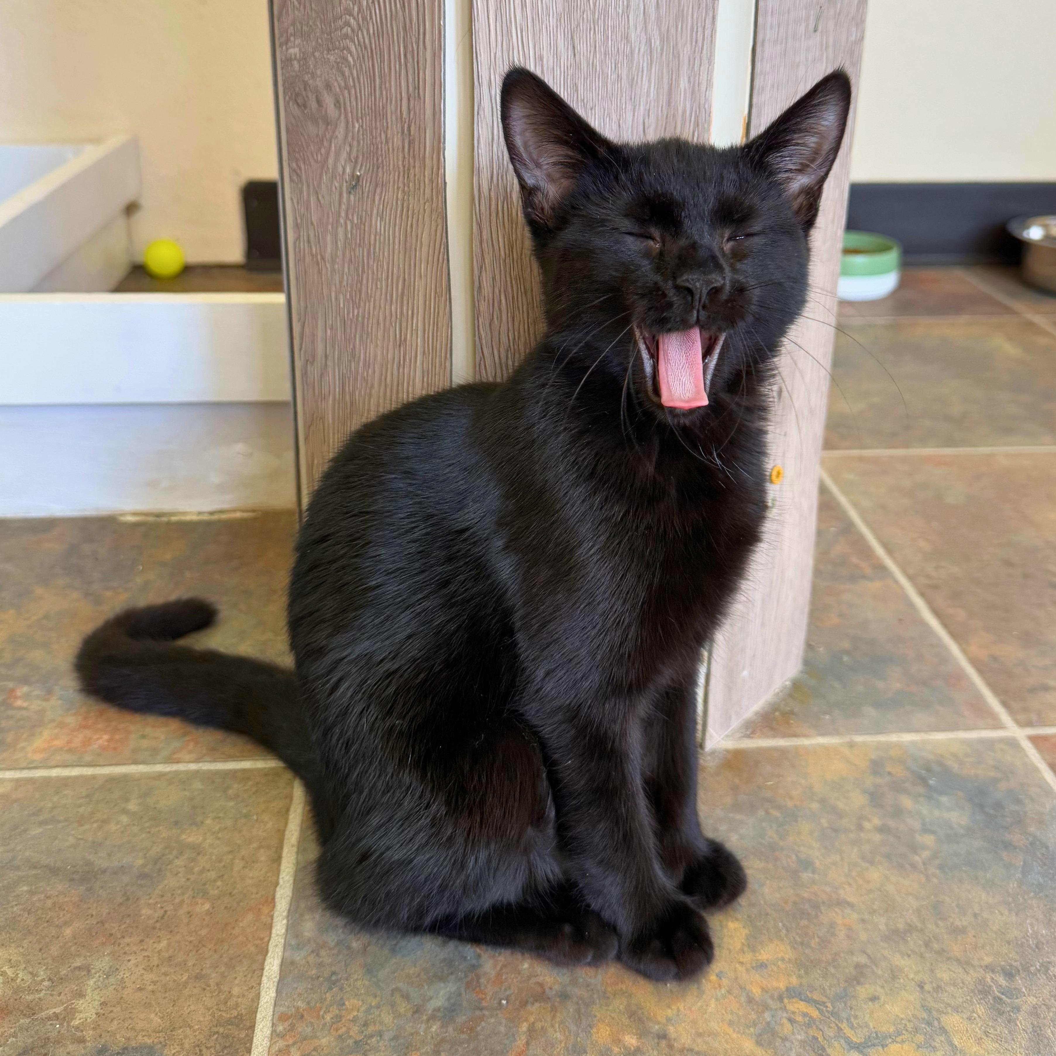 Enlarge Annie, a Adoptable Domestic Short Hair in Ridgway, CO image 4/6