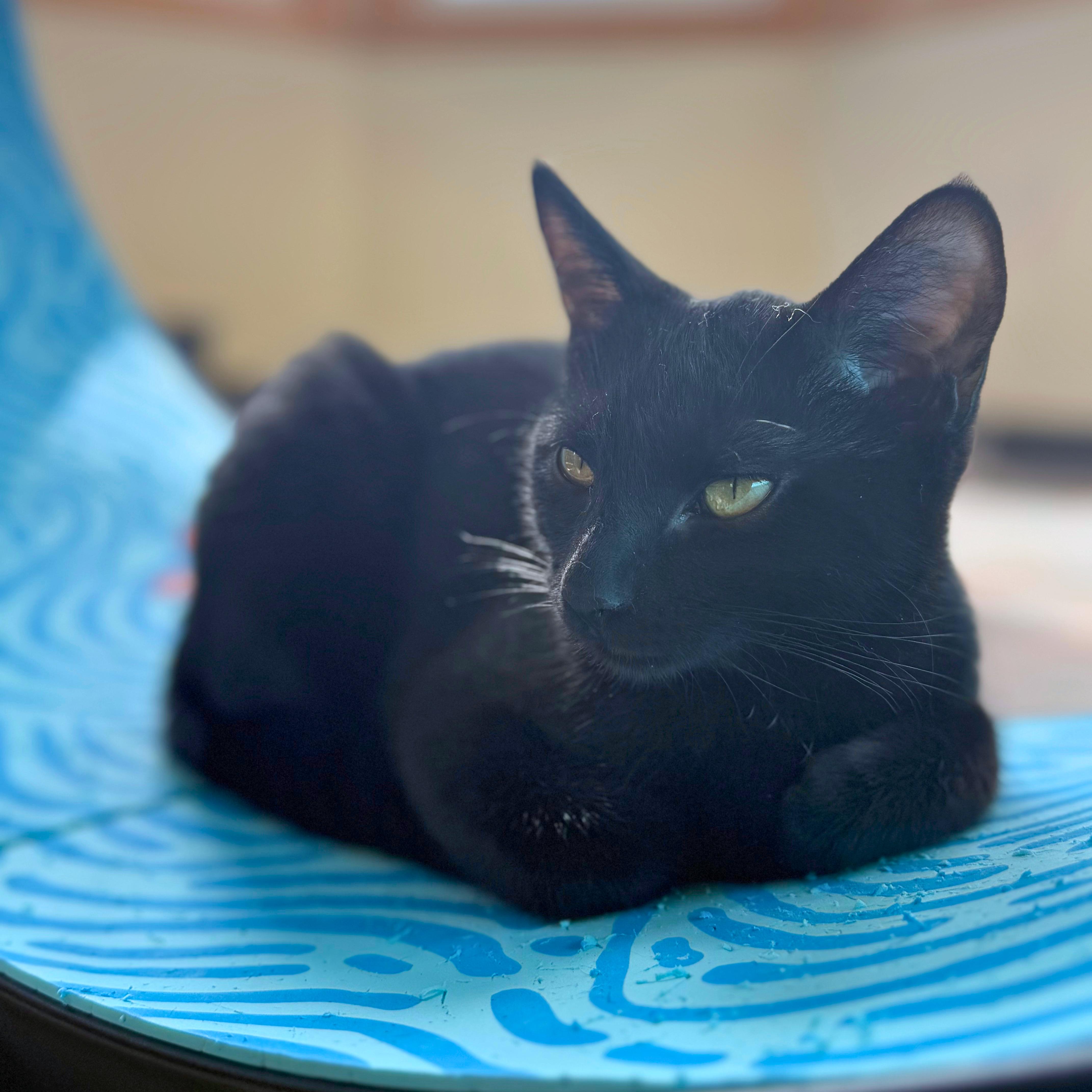 Enlarge Annie, a Adoptable Domestic Short Hair in Ridgway, CO image 6/6