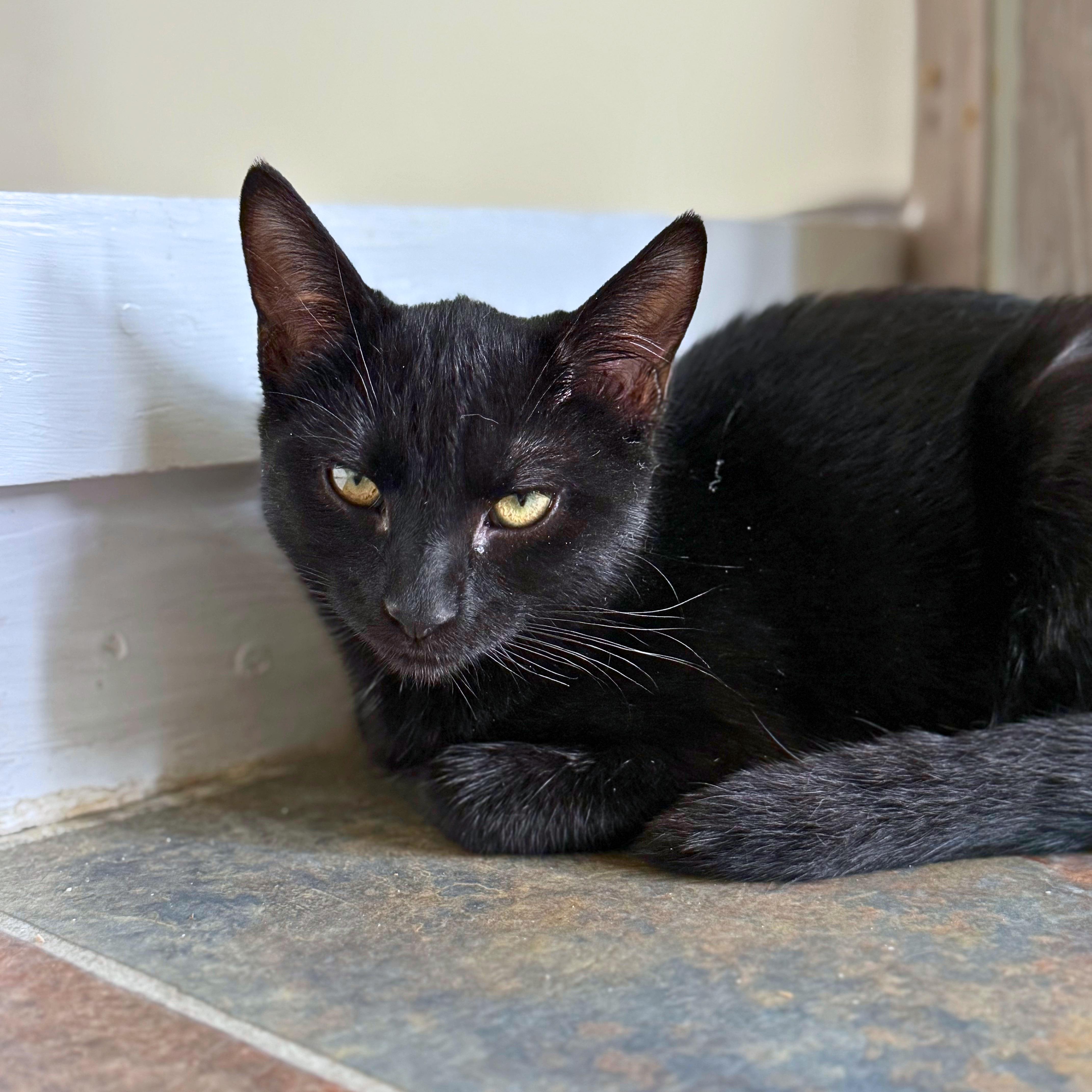 Annie, Adoptable, Kitten Female Domestic Short Hair.