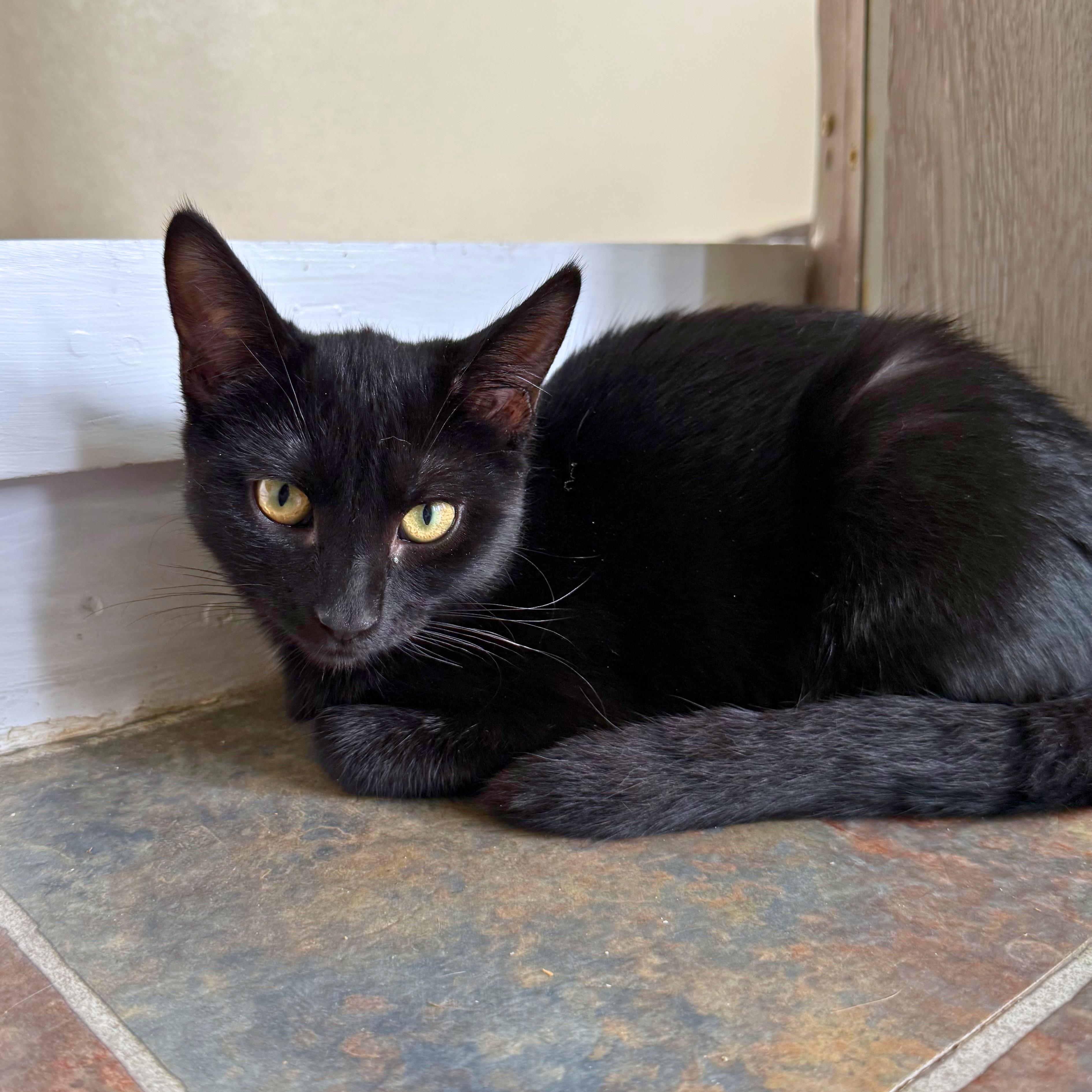 Annie, a Adoptable Domestic Short Hair in Ridgway, CO image 6/6