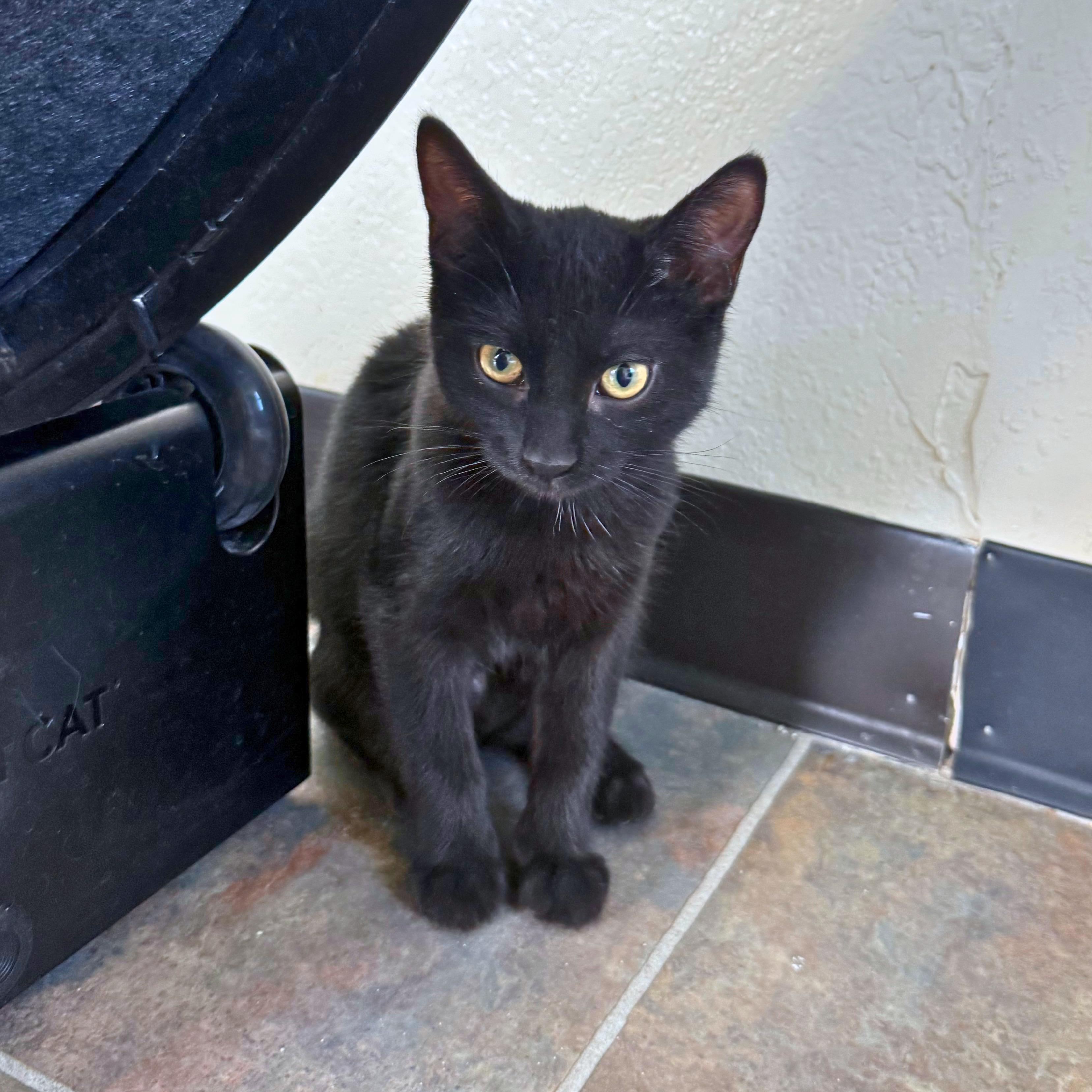 Annie, a Adoptable Domestic Short Hair in Ridgway, CO image 3/6
