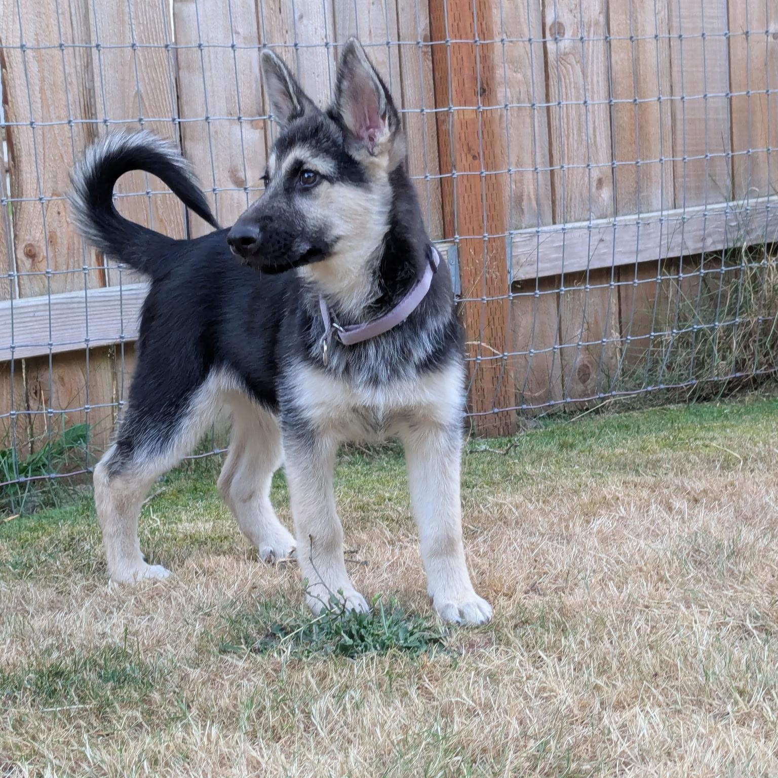 Adele German Shepherd Dog Dog