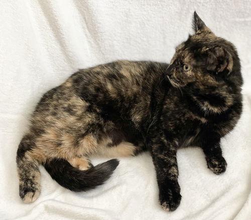 Ginger, Adoptable, Adult Female Domestic Short Hair.