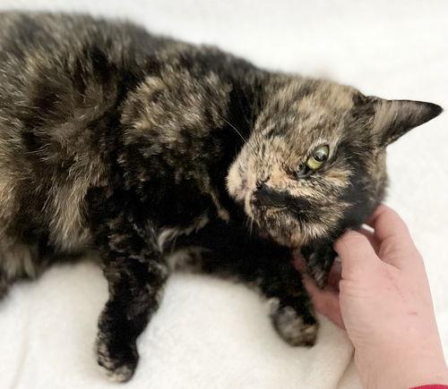 Enlarge Ginger, a Adoptable Domestic Short Hair in Broomall, PA image 2/3