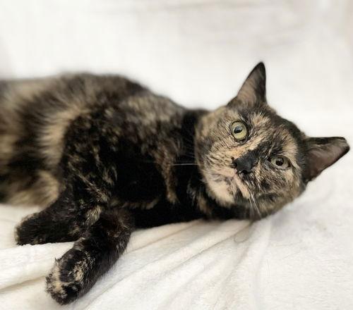 Enlarge Ginger, a Adoptable Domestic Short Hair in Broomall, PA image 3/3