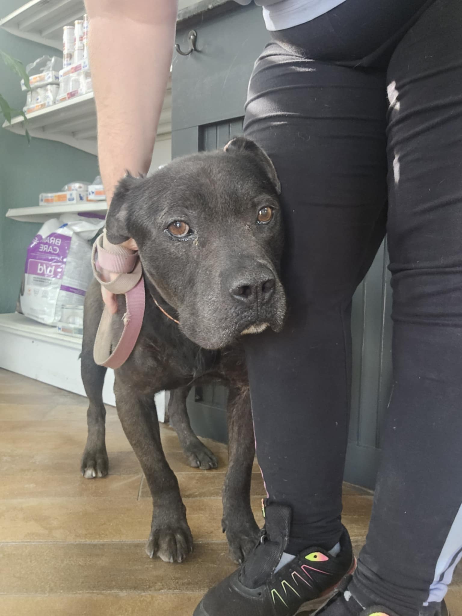 Dog for adoption Shadow (Sweet neglected boy looking for his hero