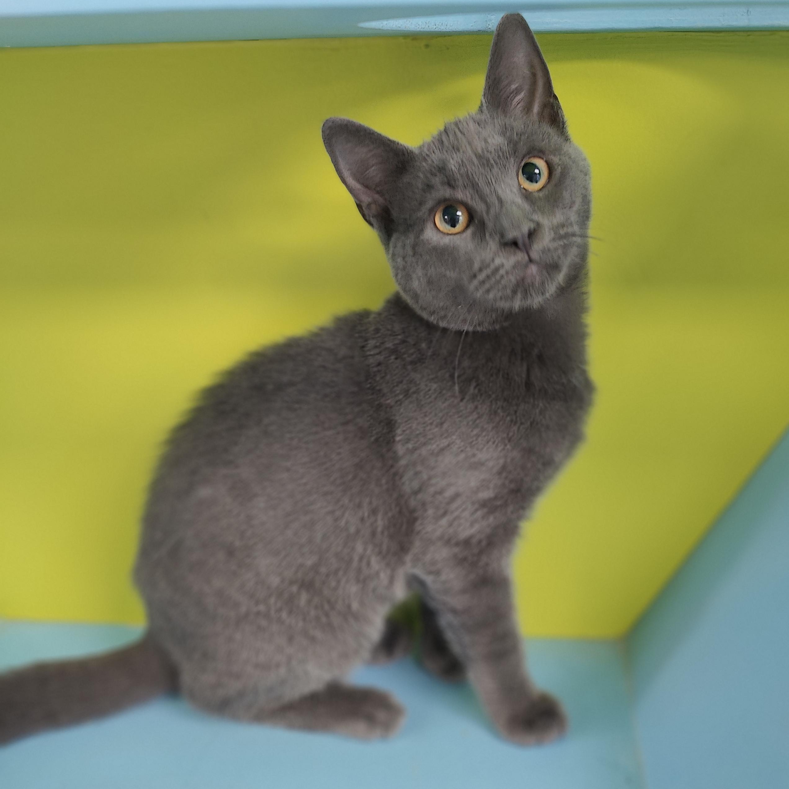 Ash, adopted, Kitten Male Domestic Short Hair.